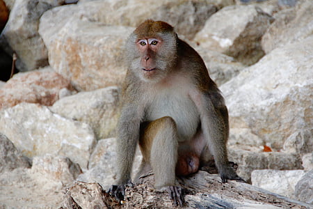 monkey, makake, thailand, beach, macaque, animal, wildlife