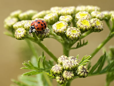 ladybug, beetle, insect, blossom, bloom, nature, animal