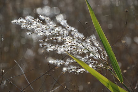 reed, nature, wind, autumn, scenery, silver pool, silver grass