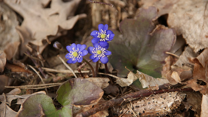 Frühling, Blau, violett, Blüten, kleine Blumen, Wildblumen, blaue Blume