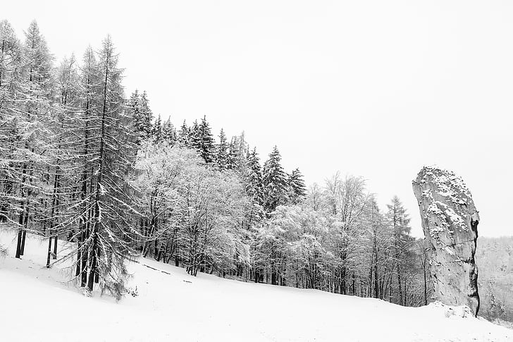 Polsko, Zimní, sníh, krajina, Les, stromy, Woods