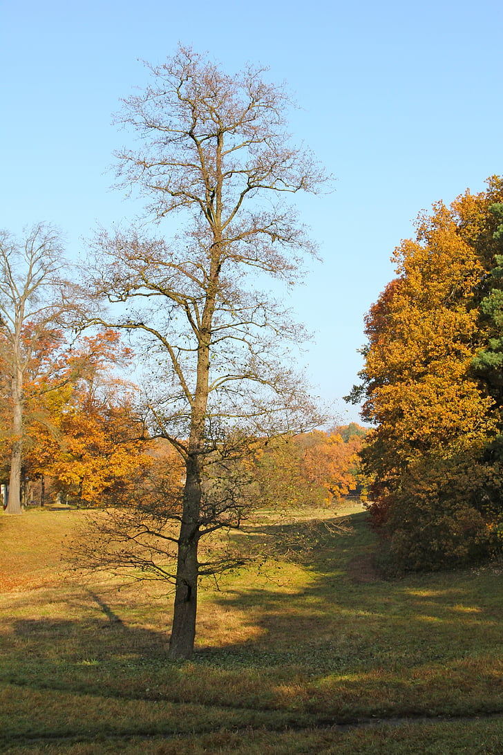 podzim, Ať niko Berlín, stromy, Rehwiese
