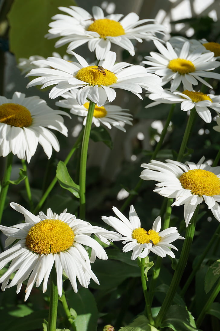 Ήλιος, Οι μαργαρίτες, πράσινο, το καλοκαίρι, λουλούδι, Κίτρινο, λευκό