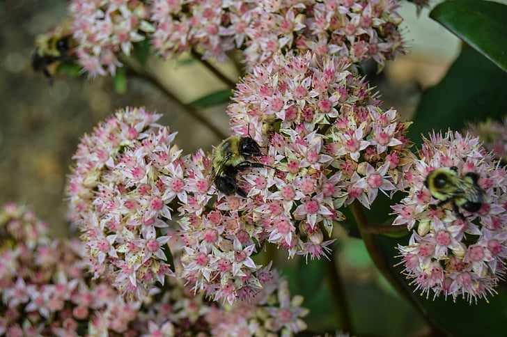 bees, plants, wild, nature, flower, pink, bumble