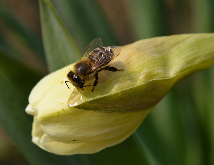 Bee, blomst, våren