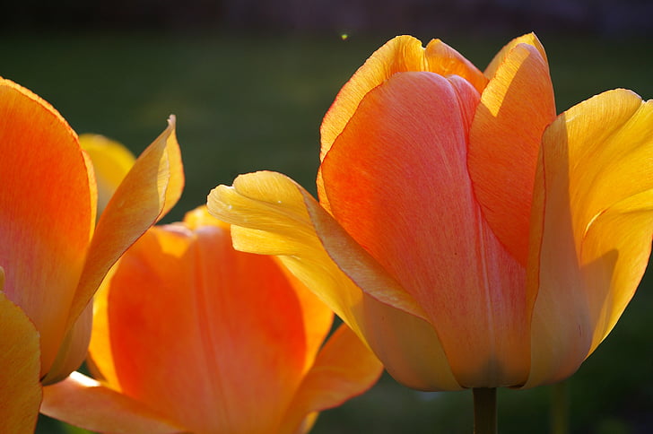 tulpaner, gul tumör, Orange tulip, våren, Blossom, Bloom, blomma