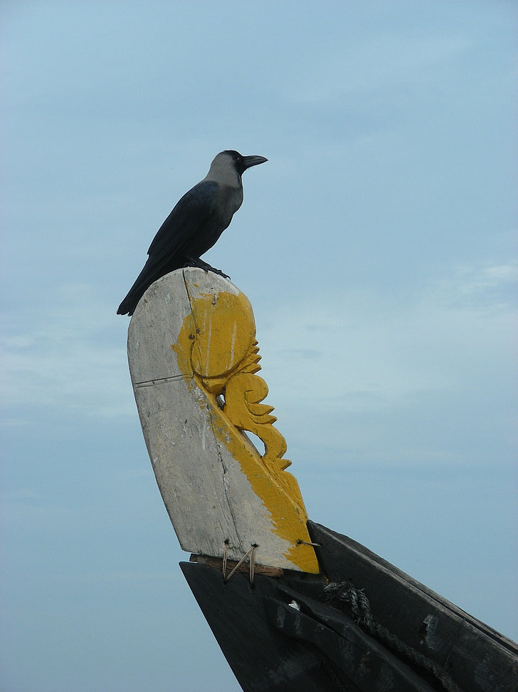 seevogel, vissersboot, India