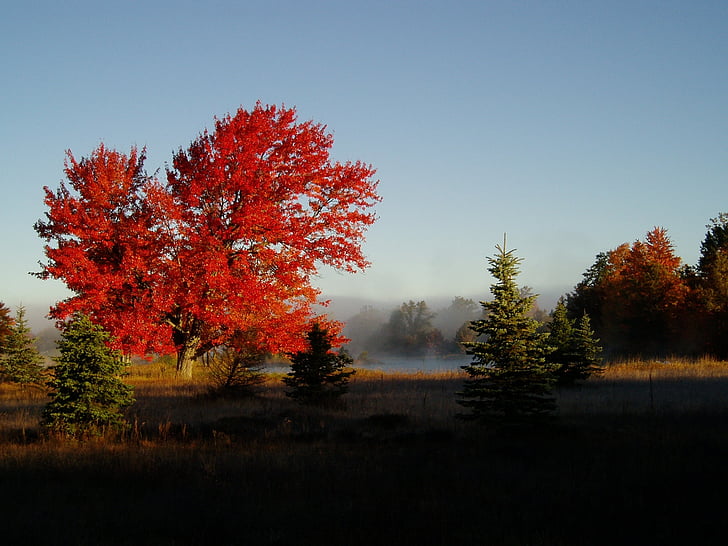 秋の色, 紅葉, 自然, 公園, カラフルです, 秋
