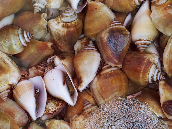 snail, shell, seafood, fischer, eat, food, meal