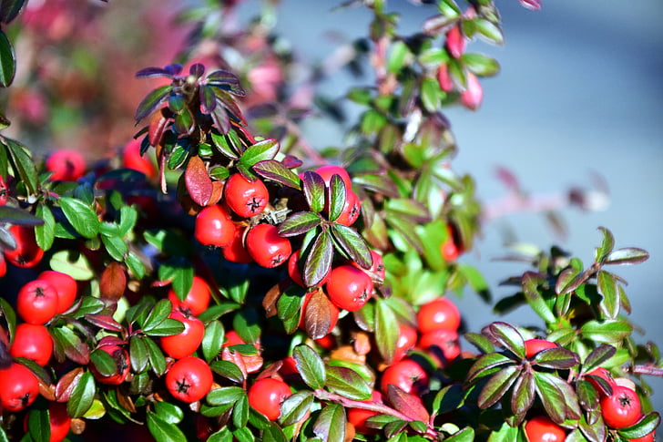 rowan, mountain ash, berries, red, fruits, ash, deciduous tree