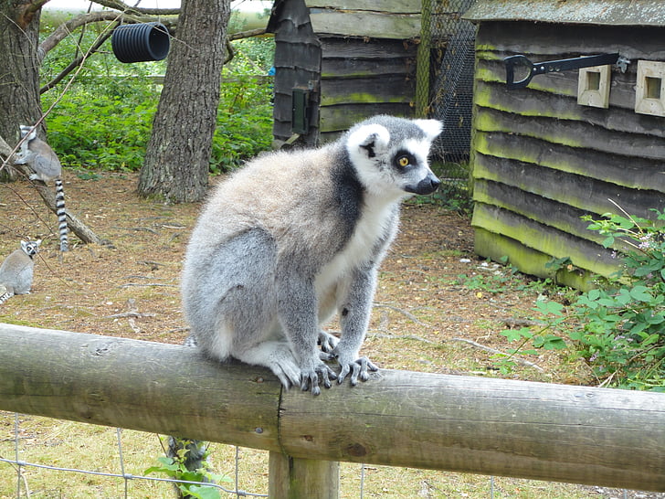 Reino Unido, Parque de monos, lemur de cola de anillo, mono, Lemur catta, animal salvaje, Parque zoológico
