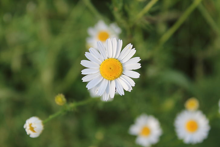 chamomile, village, macro, daisies in a field