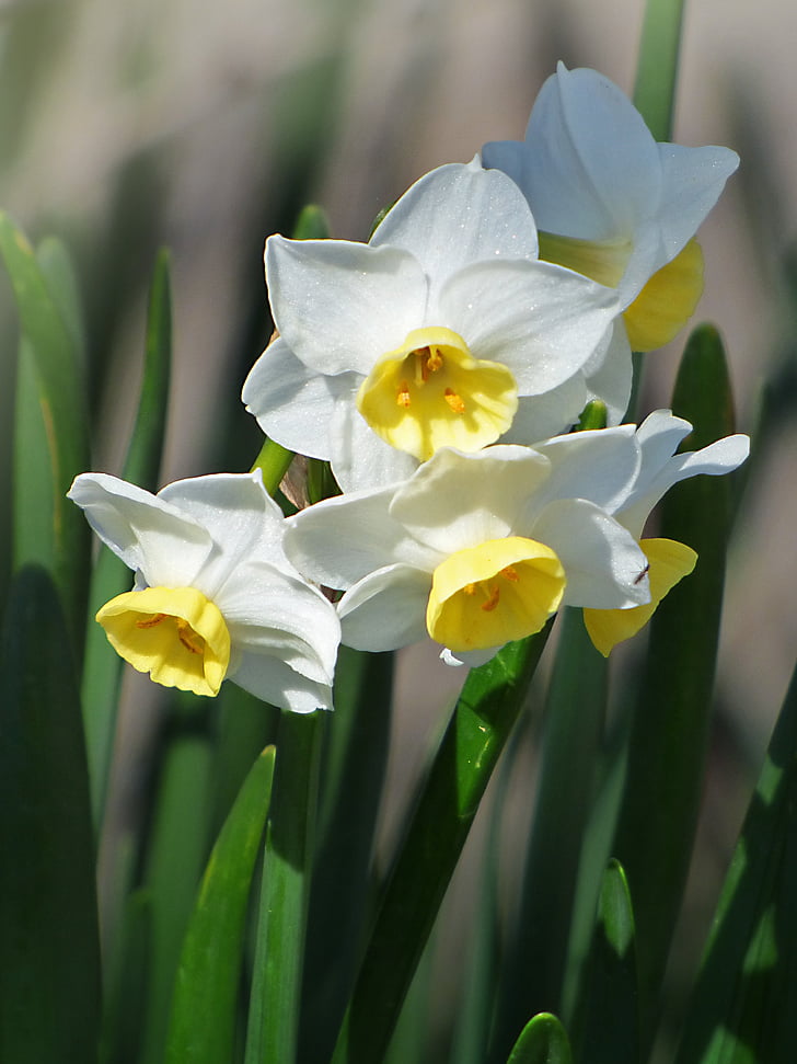 narcisos, flores, Primavera, Pancratium maritimum, flor, pétala, Narciso