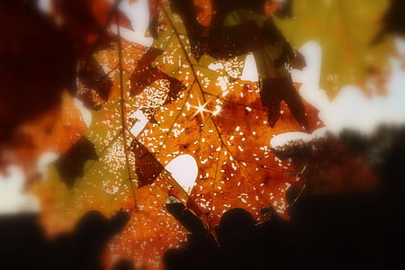 lehed, sügisel, Sügis, langevad lehed taust, hooaja, November, tänupüha
