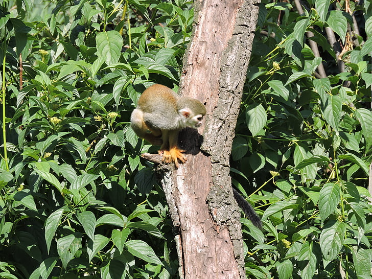 monkey, tree, small