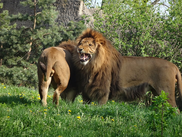 Leão, animal, safári, gato selvagem, jardim zoológico, natureza, animais da Africa