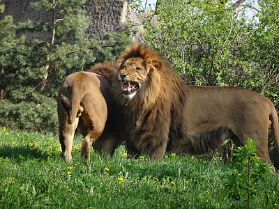 Liūtas, gyvūnų, Safari, laukinės katės, zoologijos sodas, Gamta, Afrikos gyvūnai