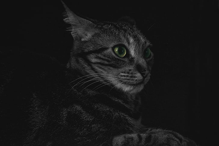 silver, tabby, cat, black, background, animal, eye