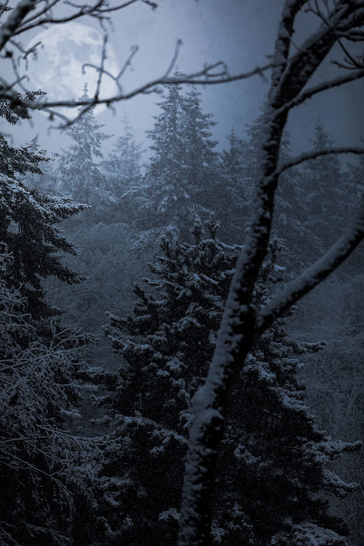 trees, plant, forest, fog, cold, weather, snow
