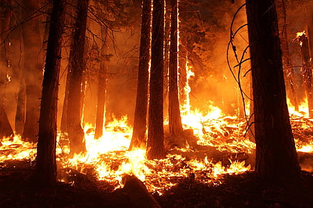 traînée de poudre, Forest, feu, Blaze, fumée, arbres, chaleur