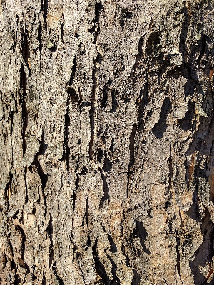 bark, tree bark, tree, wood, nature, effect, distressing