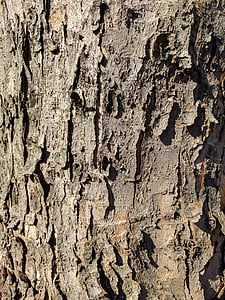bark, Tree bark, træ, træ, natur, effekt, sørgeligt