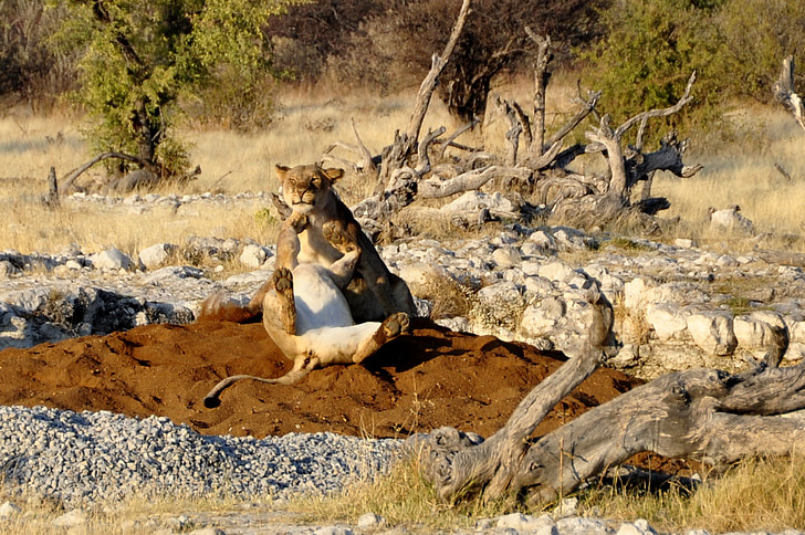 lion, lioness, play, get it all, africa, etosha, namibia