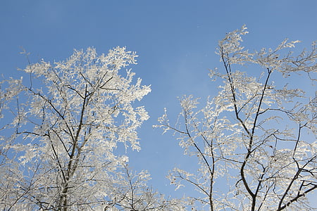 natureza, crosta de gelo, Inverno, geada, beleza, céu branco, céu
