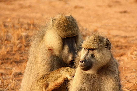 monkeys, couple, animal, family, wild, mammal, safari