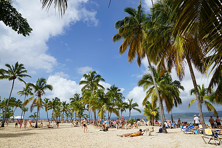 Beach, levantado, Island, Kariibi mere saared, Bacardi saar, Palm puud