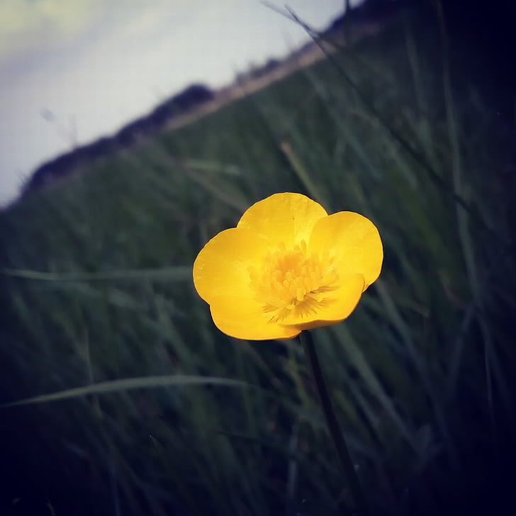 buttercup, landscape, grass, nature, green, field, yellow