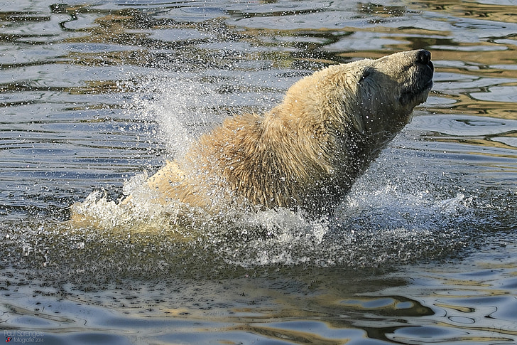 Eisbär, Bär, Zoo