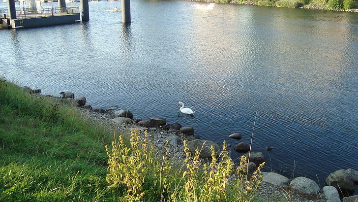 water, river, grass, bird, swan, stones, kiel