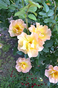 roses, flowers, plants, pink, yellow, garden, spring