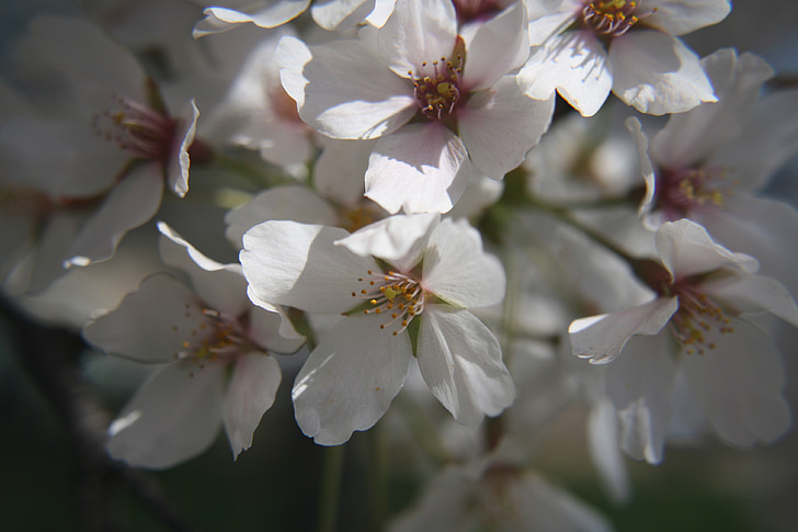 kvitnúce sakury, Washington dc, prílivové povodie