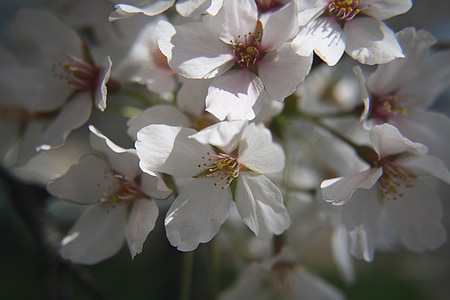 Třešňové květy, Washington, d.c., přílivové nádrže