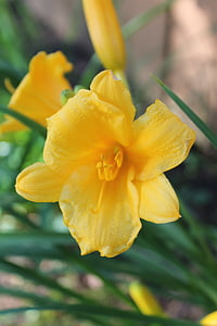 żółty, jedną z odmian dalii, kwiat, Latem, roślina, Natura, Lily