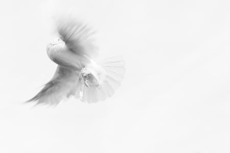 dove, pigeon, innocence, purity, nature, white