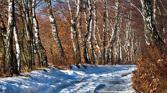 caminho, vidoeiro, árvore, Inverno, natureza, paisagem, modo de exibição
