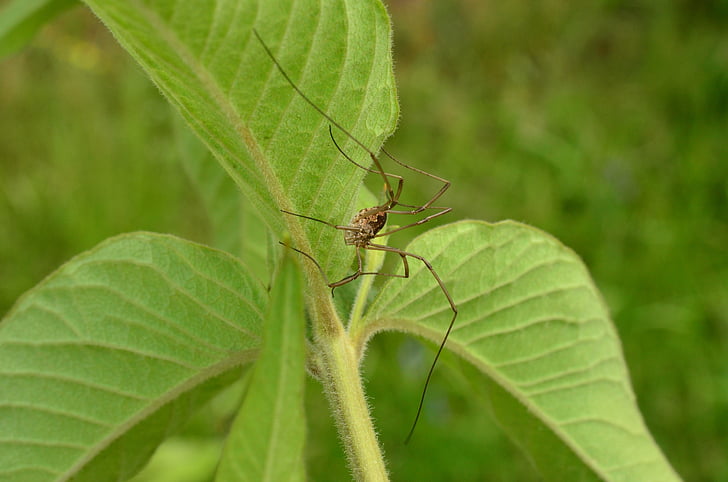 spider, long legs, summer, leaves, nature, insect, animal