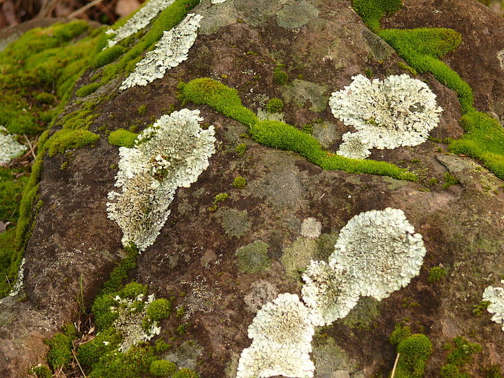 lichen, au sol, roches, champignons, nature, naturel, vert