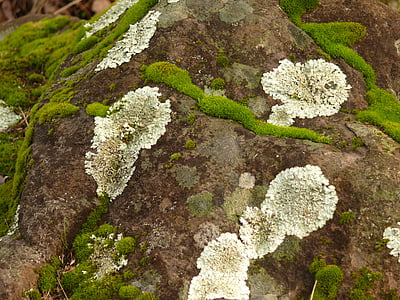 lichen, ground, rocks, fungi, nature, natural, green