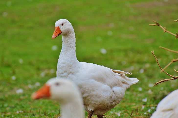 geese, white, cute, plumage, animal, domestic goose, nature