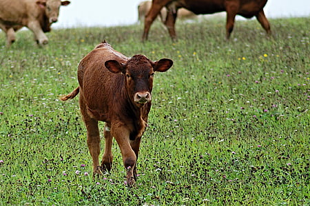 calf, cow, feast, pasture, grass, brown, cub