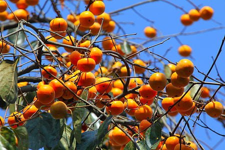 natural, árvores de fruto, caqui, fruta laranja, árvore