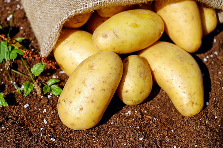 patates, verdures, erdfrucht, Bio, collita, jardí, aliments i begudes