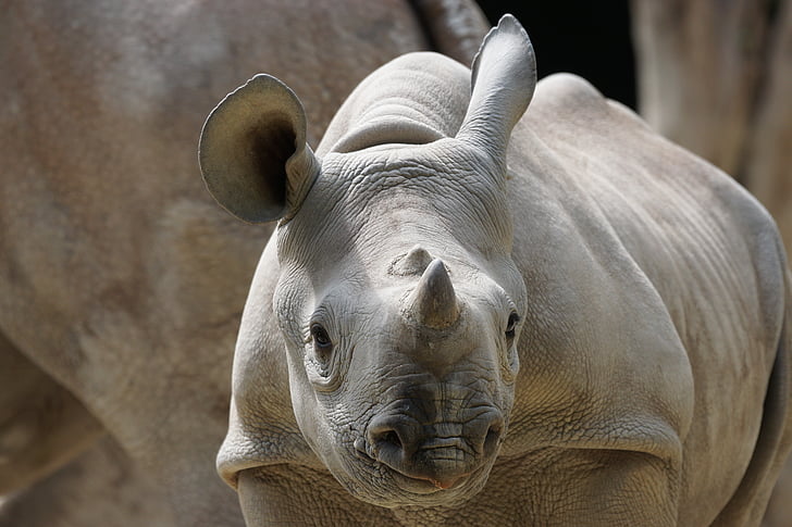 Rhino, jeune, Zurich, Zoo, animal, éléphant, mammifère