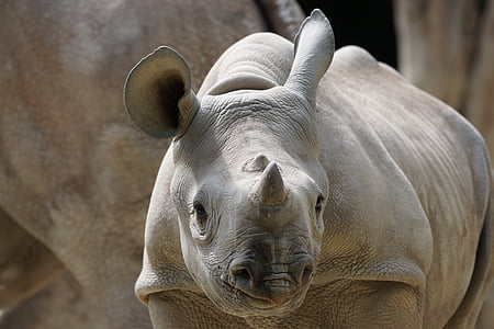 rhino, young, zurich, zoo, animal, elephant, mammal