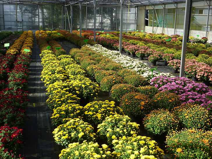 greenhouse, horticulture, chrysanthemum, color