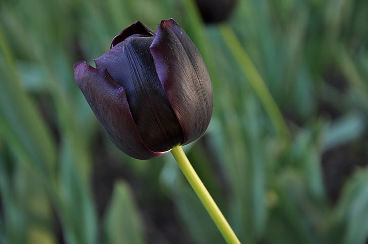 flores, Flora, tulipas, Burgas, preto